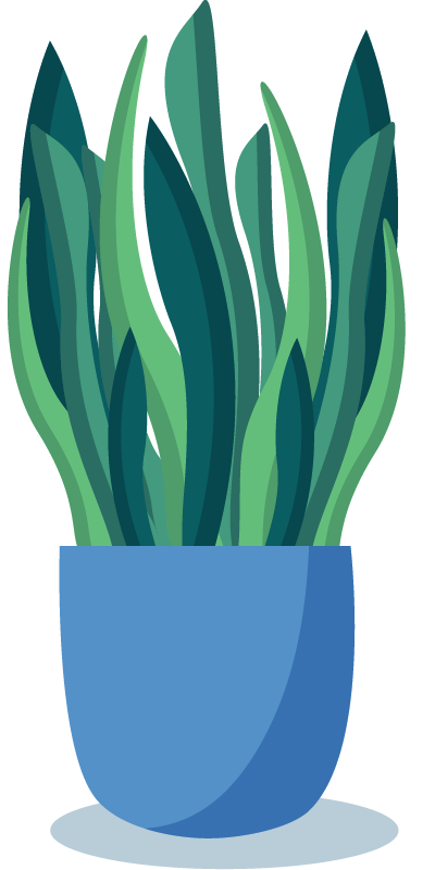 PottedPlant_Snake Plant