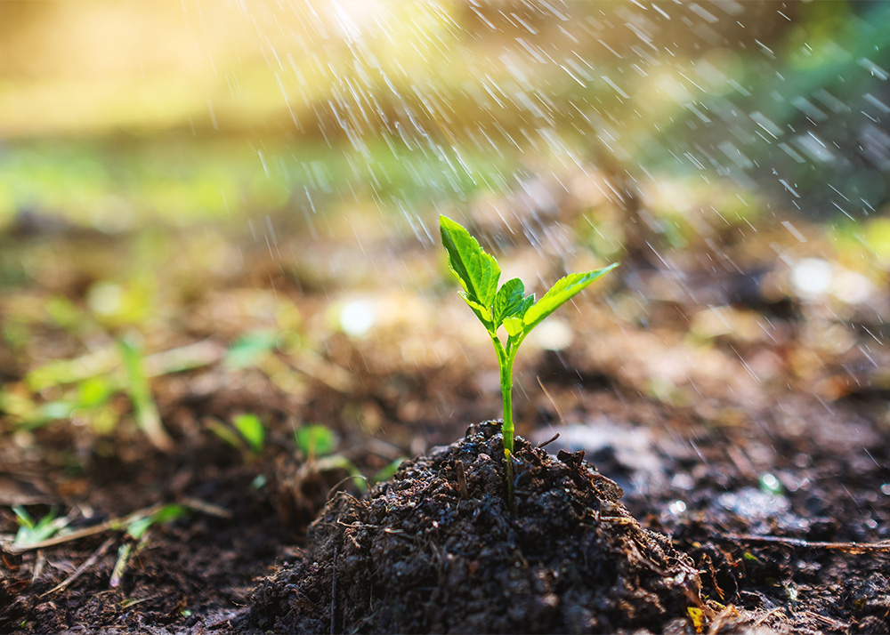 watering a plant