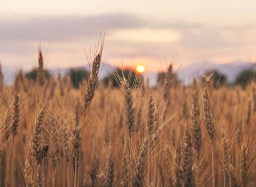 wheat-field